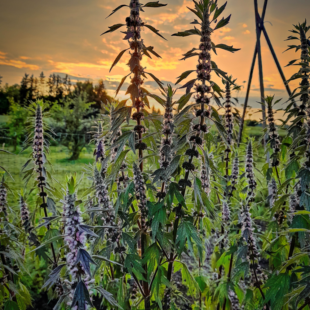 Evening in the vegetable garden