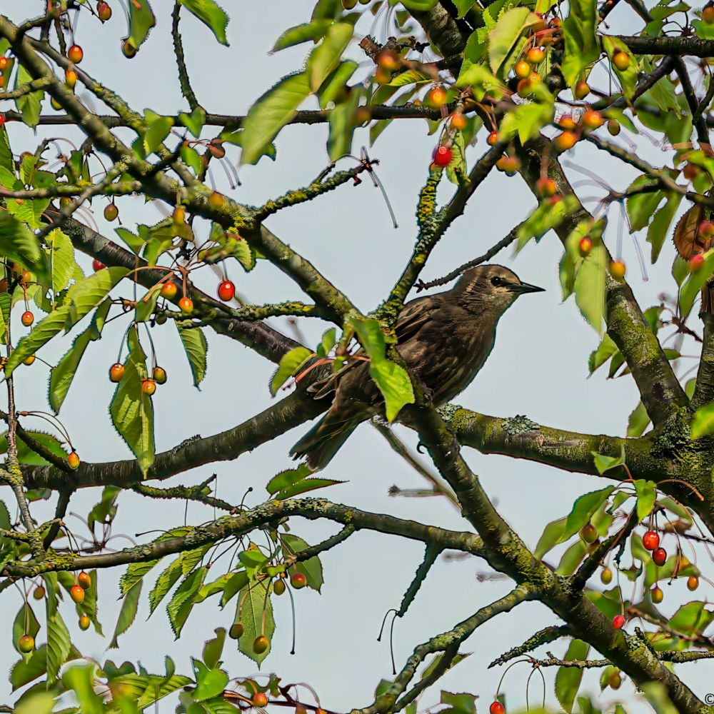 Starlet getting the first cherries