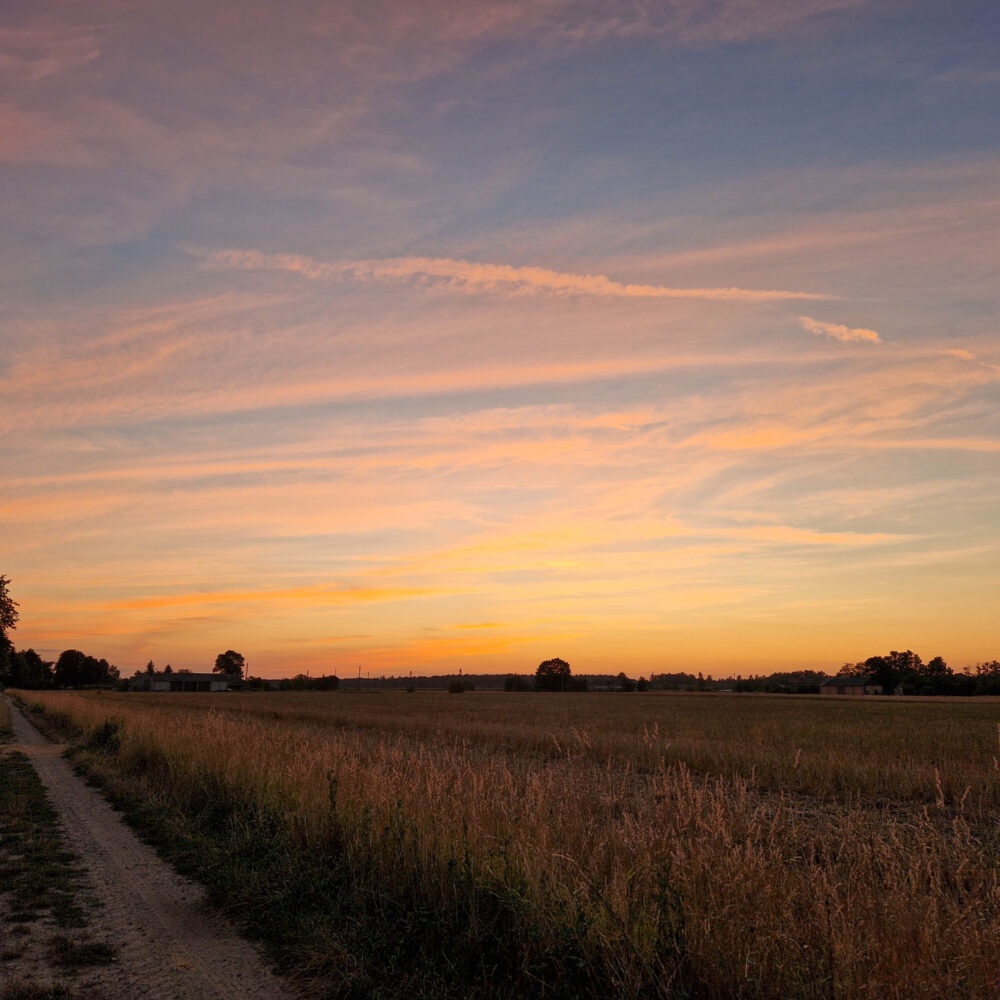 Sunset, walking the dogs