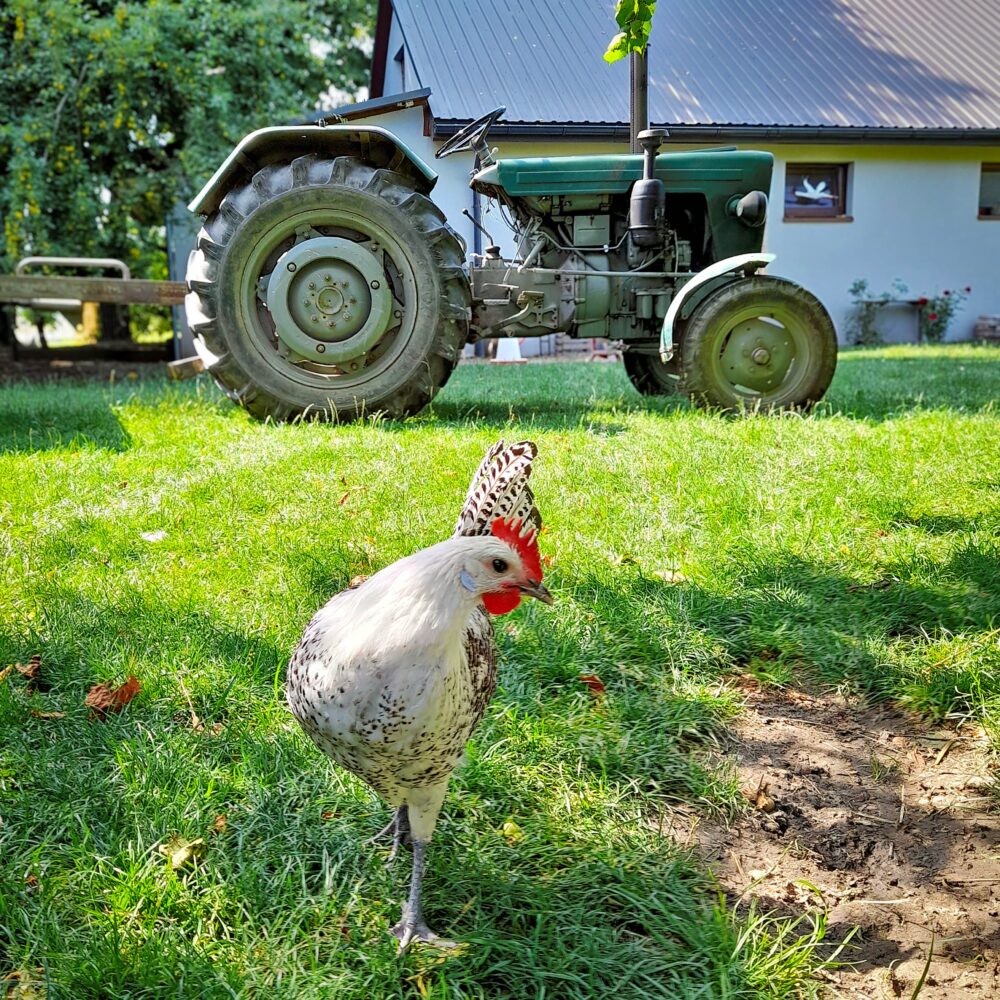 Chicken ready for a run on the tractor