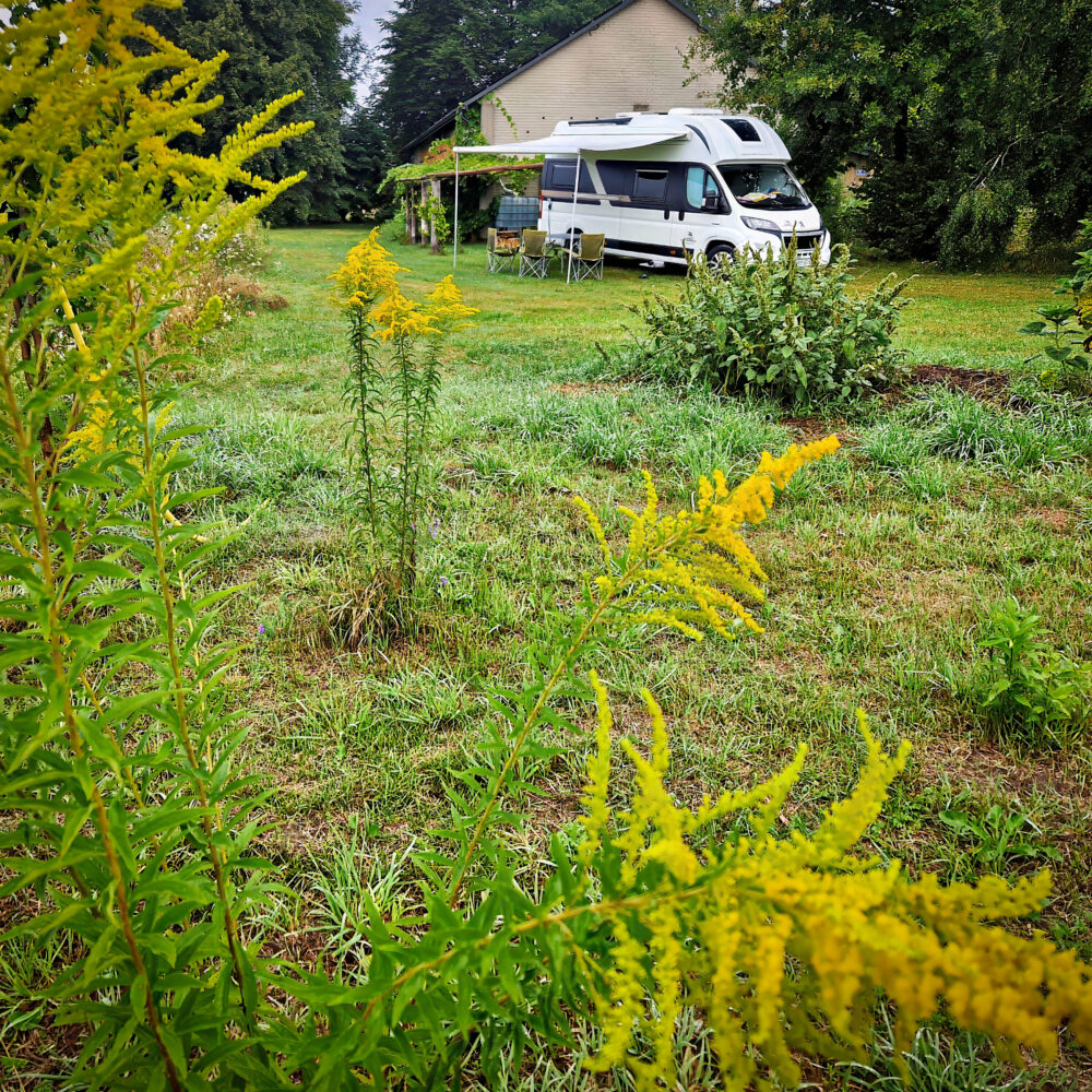 Camper with yellow blossoms