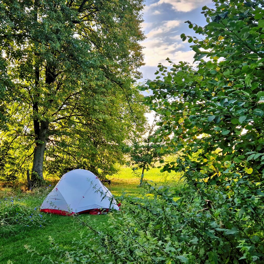 Tent next to linden trees and bench