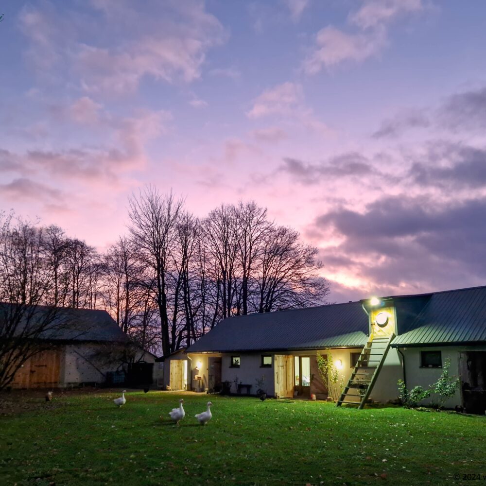 Autumn Sunset with Geese walking Autumn Sunset with Geese walking